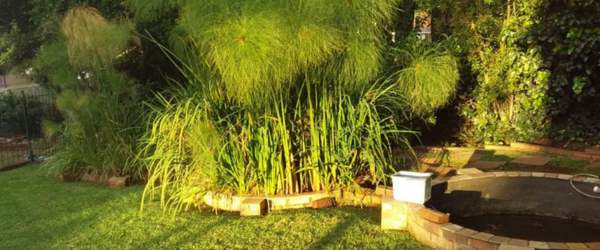 Plumtree Gardening Work 2
